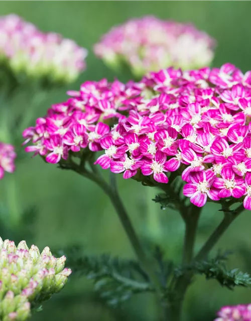 Schafgarbe 'Cerise Queen'