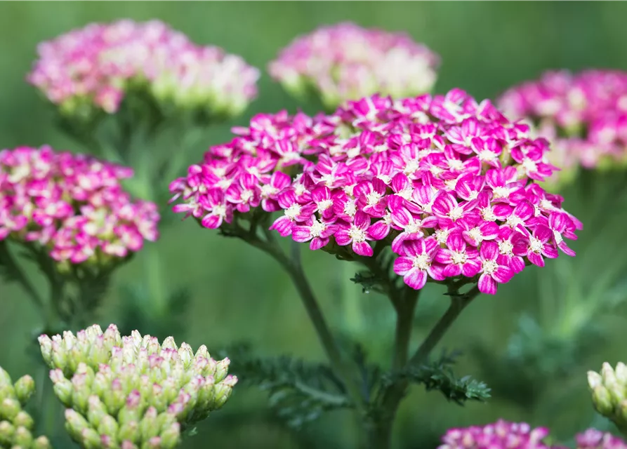Schafgarbe 'Cerise Queen'