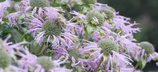 Röhrige Indianernessel