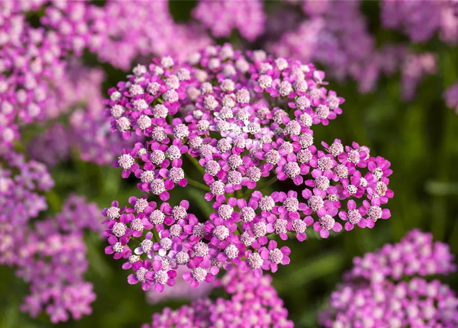 Schafgarbe 'Lilac Beauty'
