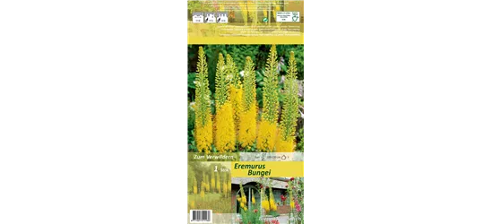 Schmalblättrige Steppenkerze