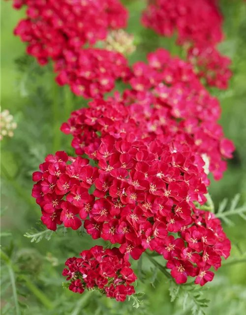 Schafgarbe 'Pomegranate'®