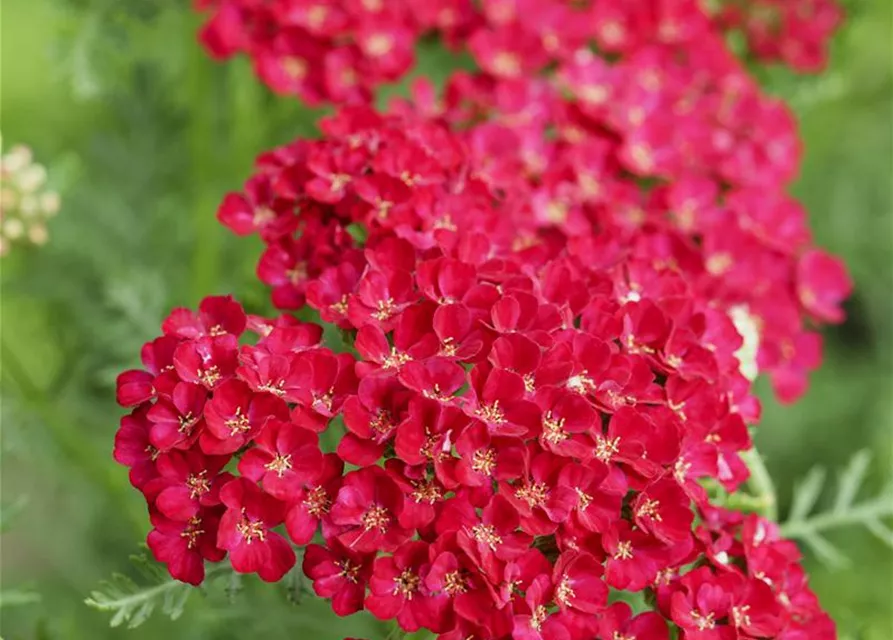 Schafgarbe 'Pomegranate'®