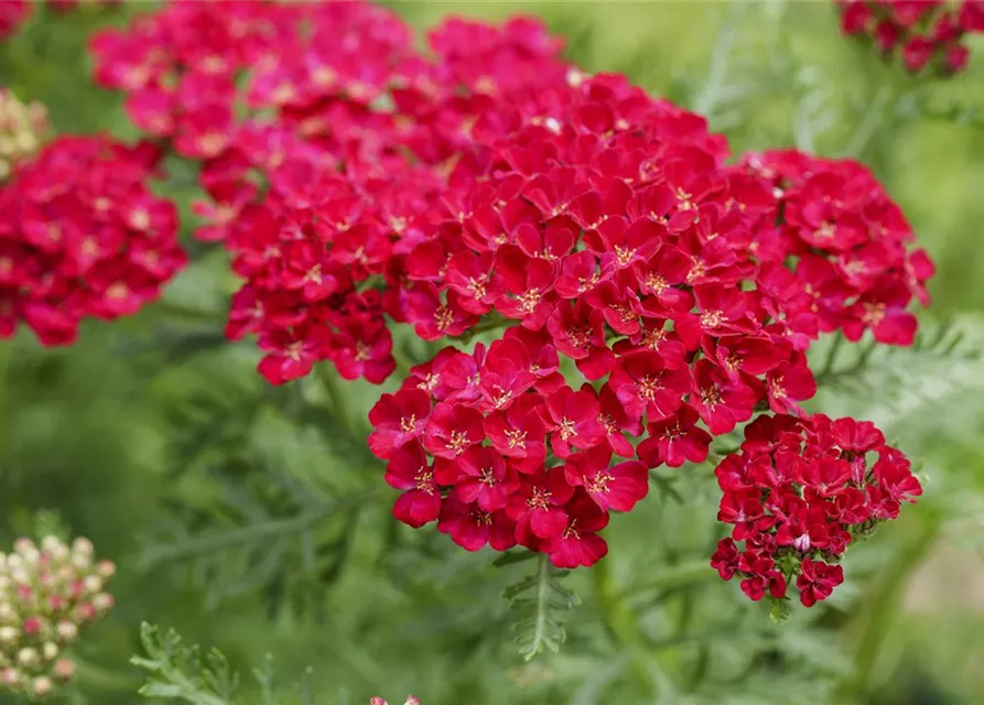 Schafgarbe 'Pomegranate'®