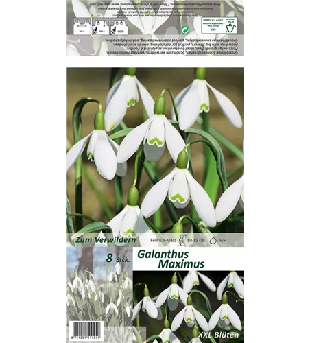 Schneeglöckchen 'Maximus'