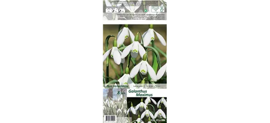 Schneeglöckchen 'Maximus'