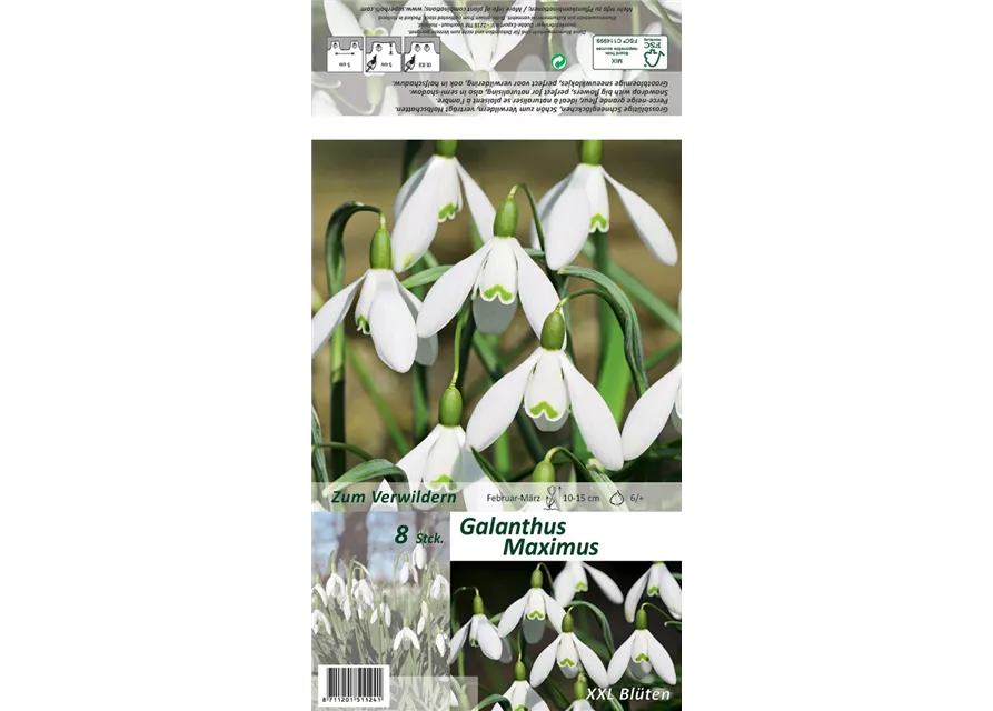 Schneeglöckchen 'Maximus'