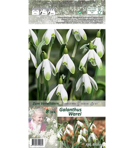 Schneeglöckchen 'Warei'