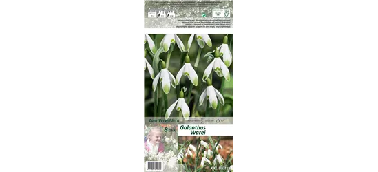 Schneeglöckchen 'Warei'