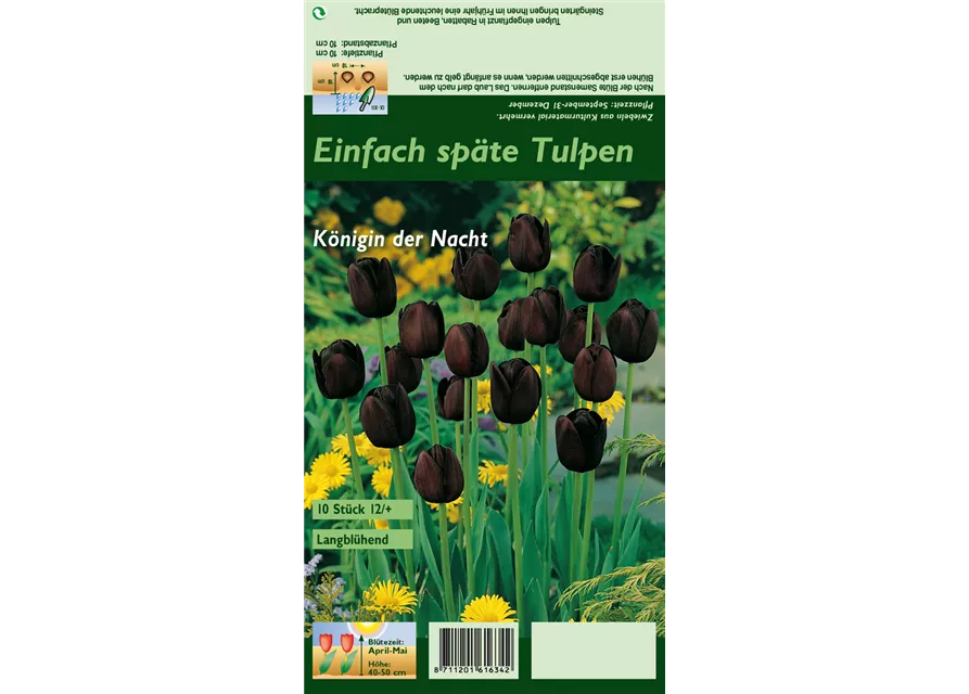 Schwarze Tulpe 'Queen of Night'