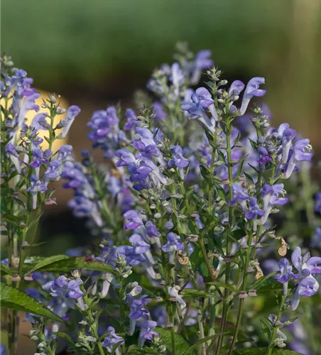Scutellaria incana