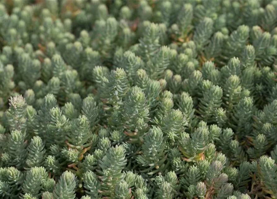 Sedum reflexum