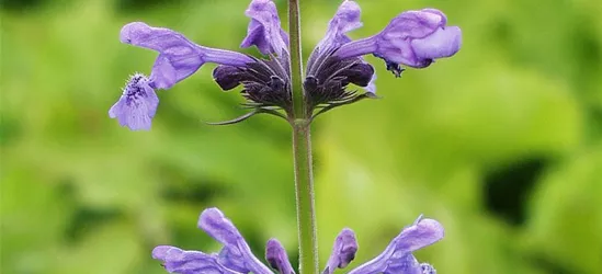 Sibirische Katzen-Minze