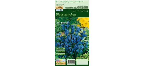 Sibirischer Blaustern