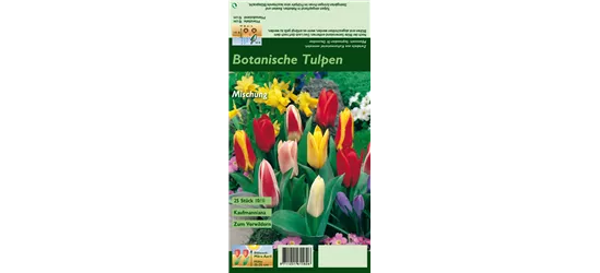 Seerosen-Tulpe