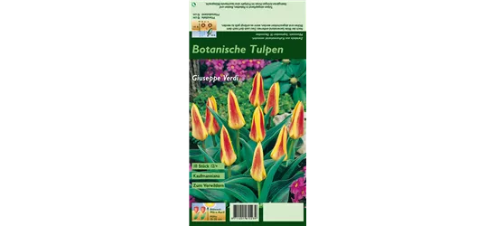 Seerosen-Tulpe 'Giuseppe Verdi'