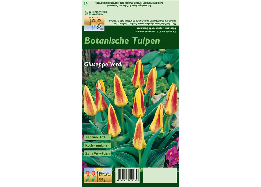 Seerosen-Tulpe 'Giuseppe Verdi'