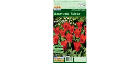 Seerosen-Tulpe 'Scarlet Baby'