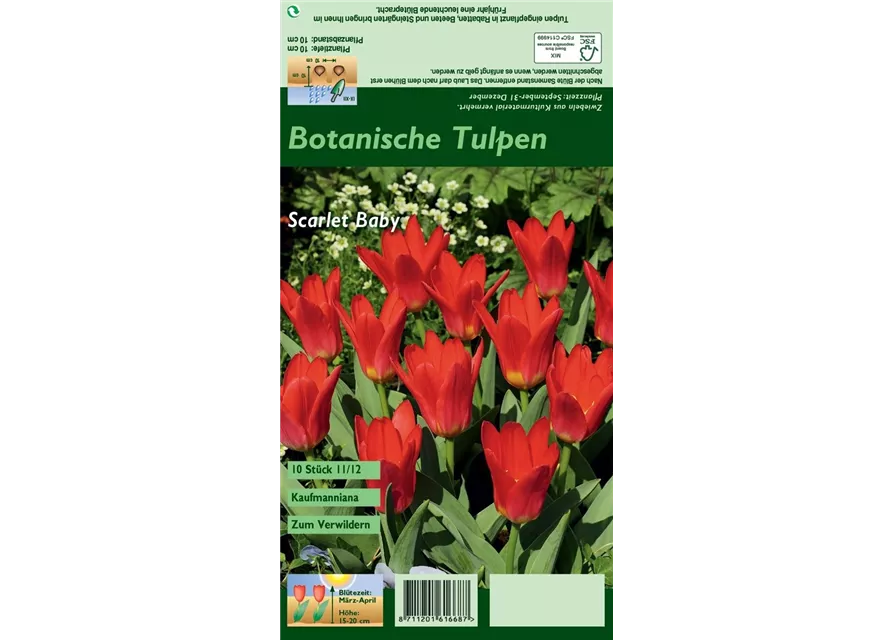 Seerosen-Tulpe 'Scarlet Baby'