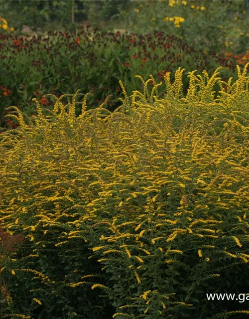 Solidago rugosa 'Fireworks'
