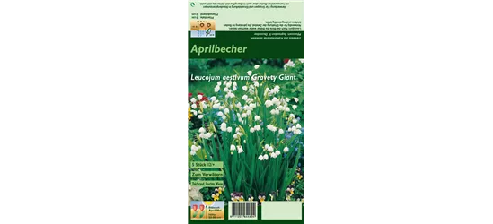 Sommer-Knotenblume 'Gravety Giant'