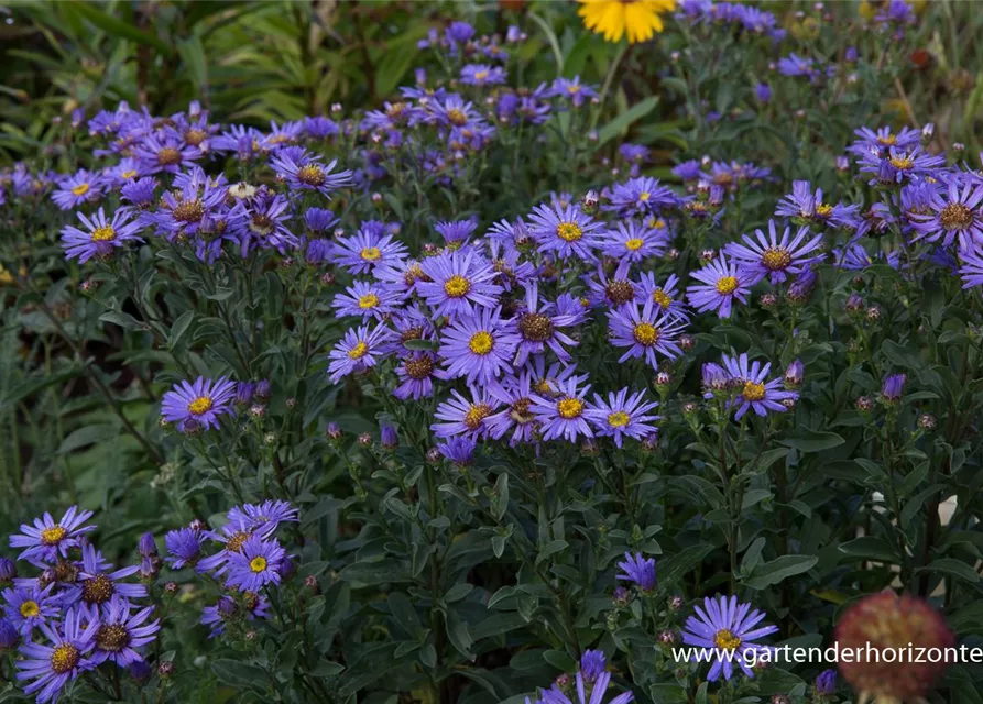 Sommer-Aster