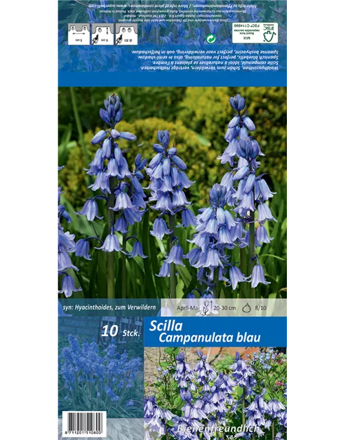 Spanisches Hasenglöckchen