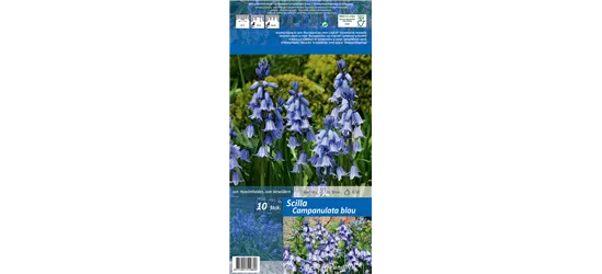 Spanisches Hasenglöckchen