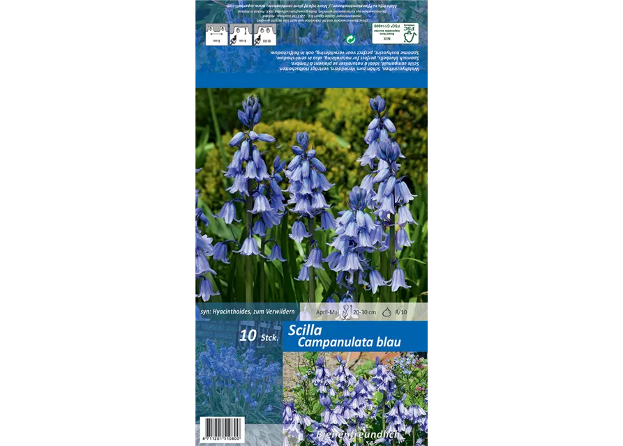 Spanisches Hasenglöckchen