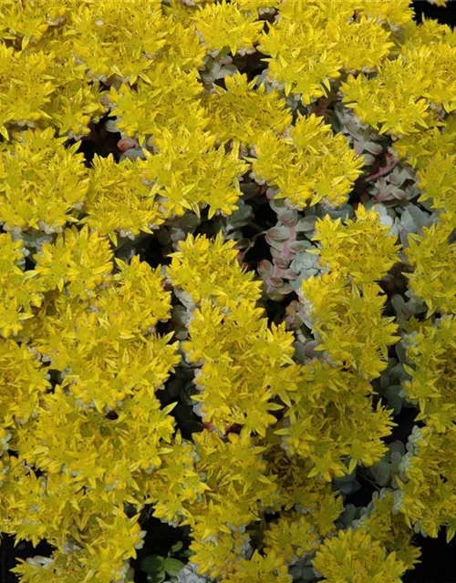 Spatelblättriges Garten-Fettblatt 'Cape Blanco'