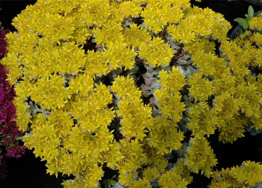 Spatelblättriges Garten-Fettblatt 'Cape Blanco'