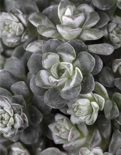 Spatelblättriges Garten-Fettblatt 'Cape Blanco'