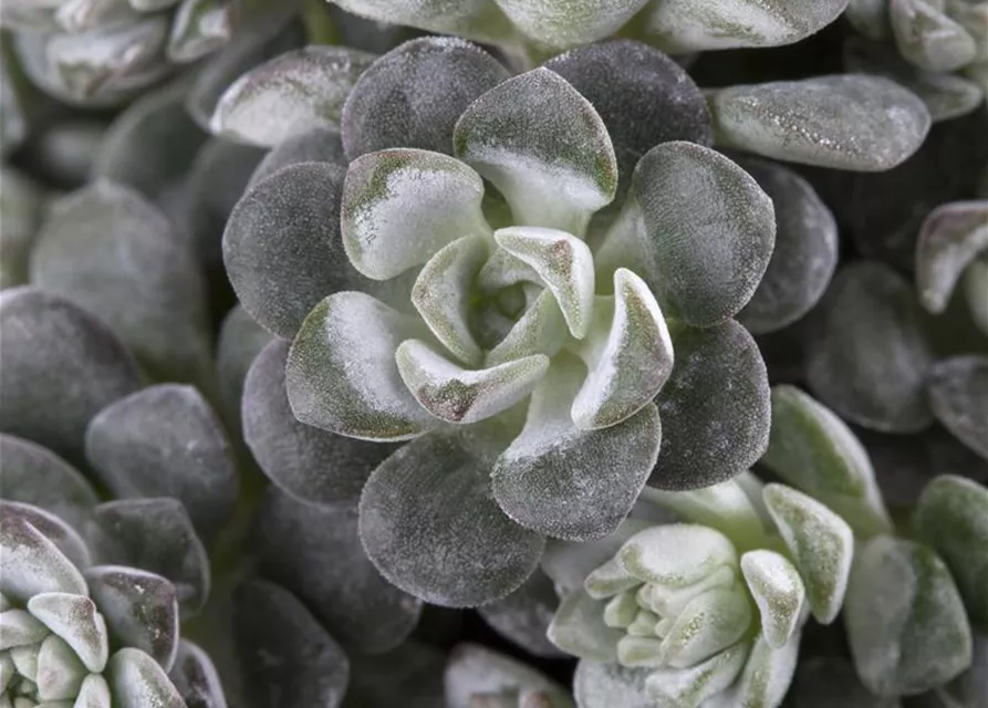 Spatelblättriges Garten-Fettblatt 'Cape Blanco'