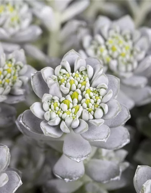 Spatelblättriges Garten-Fettblatt 'Cape Blanco'
