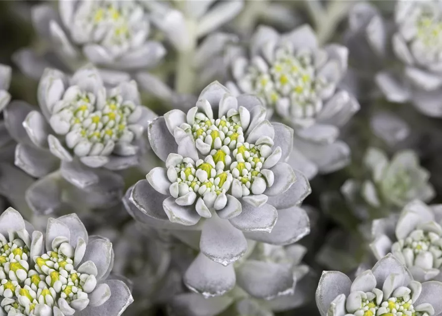 Spatelblättriges Garten-Fettblatt 'Cape Blanco'