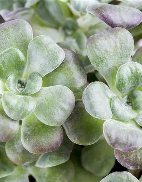 Spatelblättriges Garten-Fettblatt 'Purpureum'