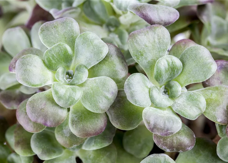 Spatelblättriges Garten-Fettblatt 'Purpureum'