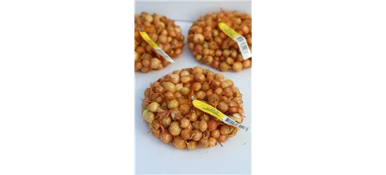 Speisezwiebel 'Radar'