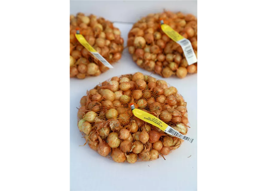 Speisezwiebel 'Radar'