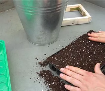 Gurken - Aussäen von Samen