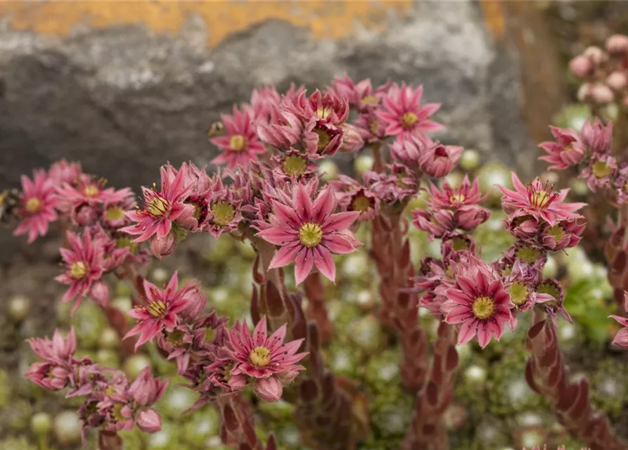 Spinnwebige Steinrose