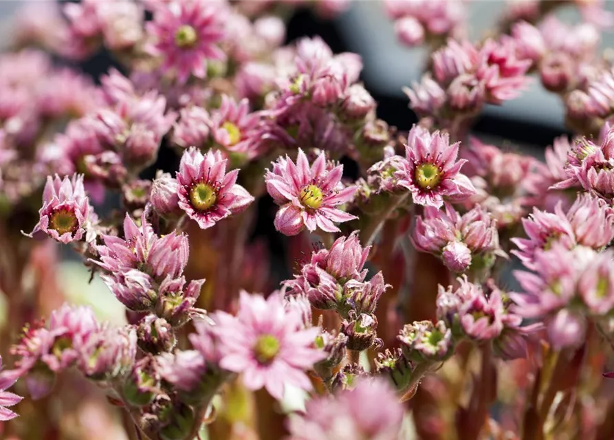 Spinnwebige Steinrose