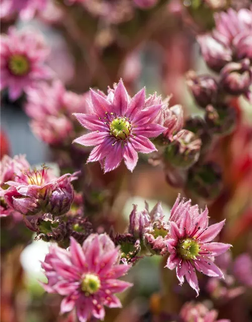 Spinnwebige Steinrose