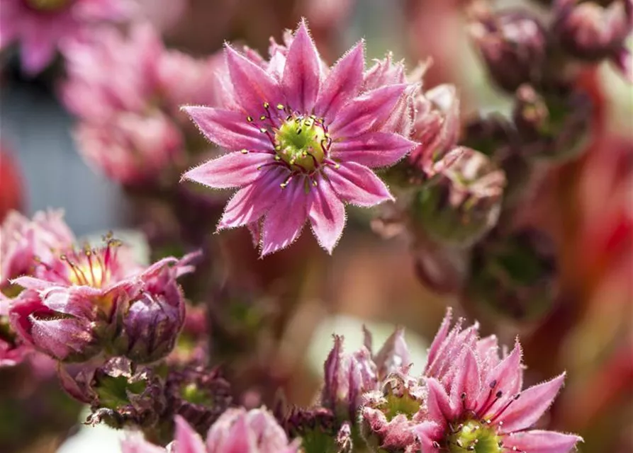 Spinnwebige Steinrose