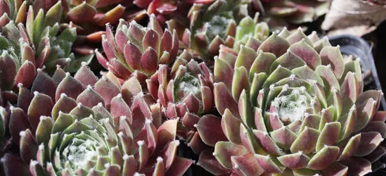 Spinnwebige Steinrose 'Rauhreif'