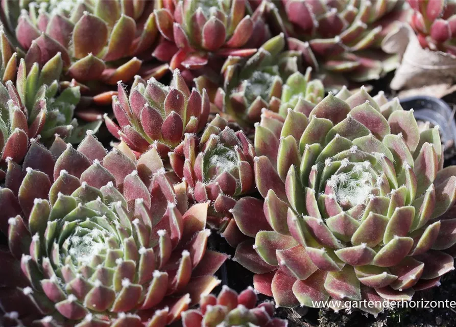 Spinnwebige Steinrose 'Rauhreif'