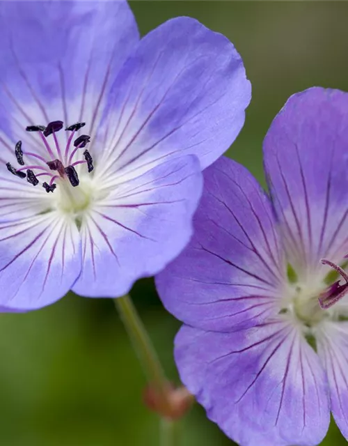 Storchschnabel 'Rozanne'®