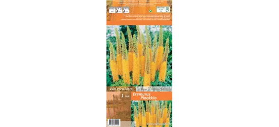 Steppenkerze 'Pinokkio'