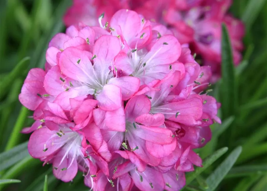 Strand-Grasnelke 'Armada Rose'