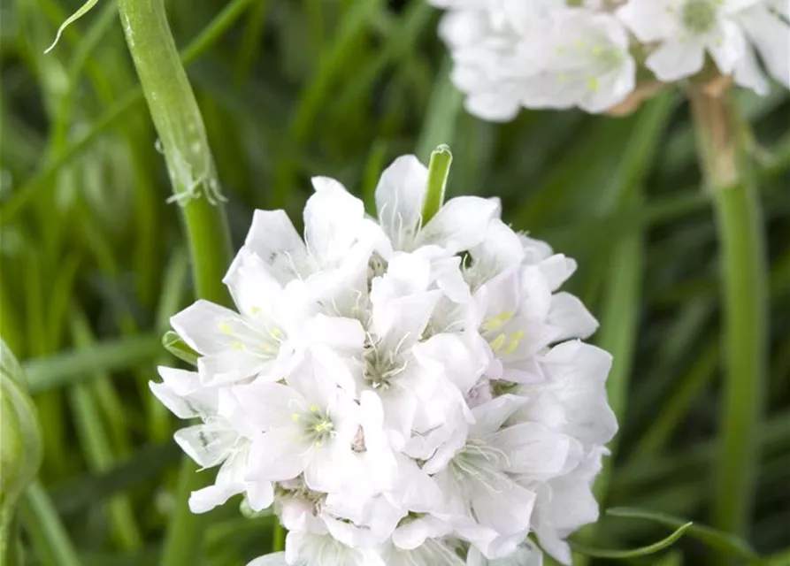 Strand-Grasnelke 'Armada White'